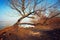 Curved tree near the river with melting ice