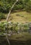 Curved tree and reflection at Trebah Gardens