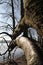 Curved Trunk in the Broceliande Forest