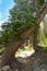 Curved trunk pines over alpine path