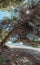 Curved, twisted old pine tree at the beach, pine tree with huge shade at wild beach