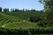 Curved vineyard hillside with cypresses