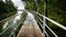 Curved Walkway in Tropical Mangrove Forest