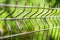 Curved welded steel fence closeup