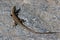 Curved young wall lizard