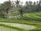 Curves in a beautiful rice terraces in Bali, Indonesia