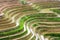 Curves of terraced rice field in Longji, China
