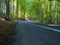 Curving asphalt road in a beautiful beech forest at early autumn