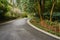 Curving asphalt road in verdant plants of spring