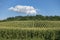 Curving Cornfield with Summer Sky