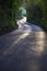 Curving Country Road Through Thick Forest