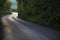 Curving Country Road Through Thick Forest