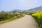 Curving countryroad in flowering spring on sunny day