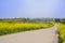 Curving countryroad in flowers on sunny spring day