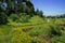 Curving countryside way in weeds and flowers of sunny summer