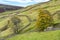 Curving drystone walls, leading to stone barn. Yorkshire Dales.