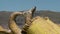 Curving Ends Of  Reed Boats, Uros Island, Peru