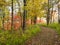 Curving Forest Path Winds Around Vibrant Fall Colors with Autumn Leaves