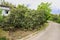 Curving mountainside countryroad before farmhouse in fruit trees