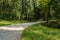 Curving mountainside road in shady woods on sunny day