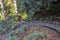 Curving outdoor stairs with fall leaves at Wreck beach