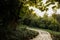 Curving path in grass and trees in late afternoon