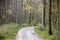 Curving path in The Hague forest