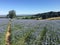 A curving path through linseed with hills on the distant horizon.