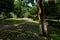 Curving path in shady woods on slope in sunny summer morning