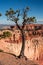 Curving Pine tree grows at Bryce Canyon National Park.