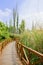 Curving planked footbridge in reeds and plants