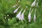 Curving row of purple hosta blooms on green stem