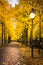 Curving Sidewalk Beautiful Yellow Orange Autumn Leaves Illuminated Street Lamps Afternoon Seasonal Time of Year