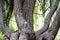 A curving tree in the park. Nature. Green leaves. Bark of tree. Wood