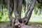 A curving tree in the park. Nature. Green leaves. green Background