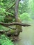Curving tree trunk with pointing log on river