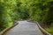 Curving Wood Trail Through Green Forest