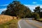 Curvy Country Road with Cornfield