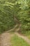 Curvy dirt path through the woods in a cool afternoon