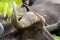 Curvy horn of Cape Buffalo, African Buffalo at Serengeti National Park in Tanzania, Africa