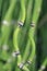 Curvy horsetail plant