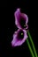 Curvy pair of purple calla lilies against black background