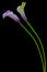Curvy pair of purple calla lilies against dark background