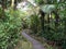 Curvy Path in Tropical Forest