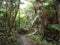 Curvy Path in Tropical rainforest