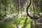 Curvy pine tree in the marsh and sunshine creating shadows