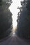 A curvy road at a foggy morning going through a forest in israel