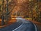 Curvy road through the forest in autumn. Many colorful leafs on the ground - road to the woods