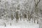 Curvy snow-covered trees in the forest