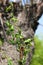 Curvy spring leaves on branch tip of Chinese Willow, latin name Salix Matsudana var. Tortuosa